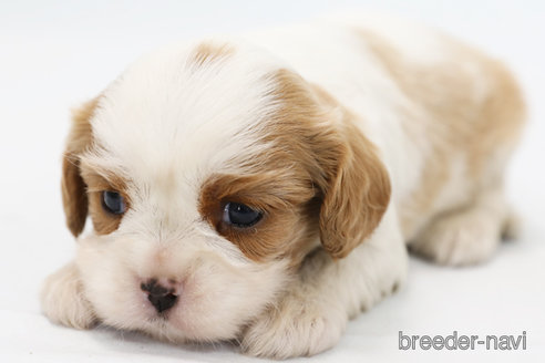 成約済の神奈川県のキャバリアキングチャールズスパニエル-303405の6枚目